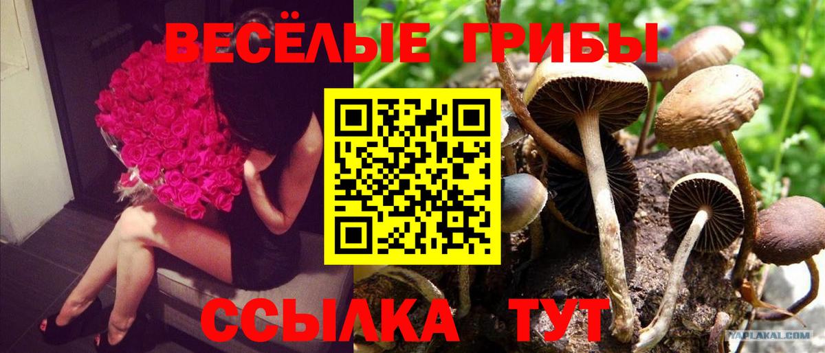 Галлюциногенные грибы прущие грибы Евпатория